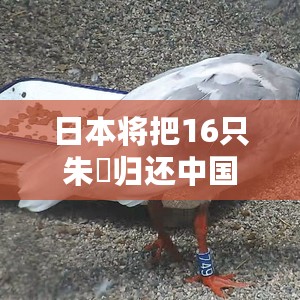 日本将把16只朱鹮归还中国