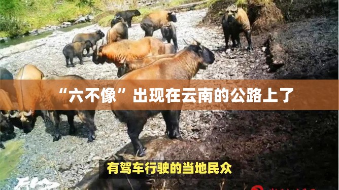 “六不像”出现在云南的公路上了