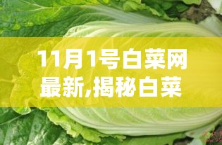 揭秘白菜网最新动态，11月1日热点解析