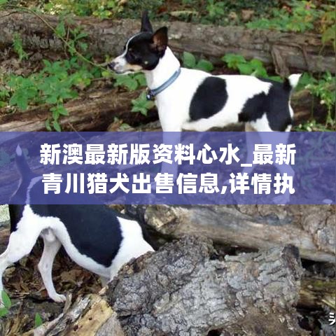 新澳最新版资料心水_最新青川猎犬出售信息,详情执行数据安援_进口版7.50.87