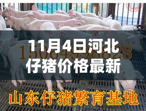 河北仔猪价格最新揭秘与心灵之旅的相遇