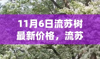 11月6日流苏树价格大全，最新报价及查询指南（适合初学者与进阶用户）