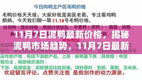 揭秘泥鸭市场趋势，最新价格动态分析与预测（11月7日更新）