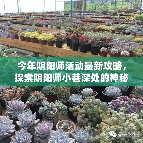 阴阳师小巷的神秘小店揭秘，今年最新活动攻略大解密