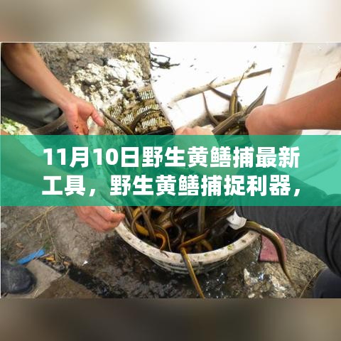 野生黄鳝捕捉利器指南，最新工具与捕捉步骤（初学者与进阶用户必备）