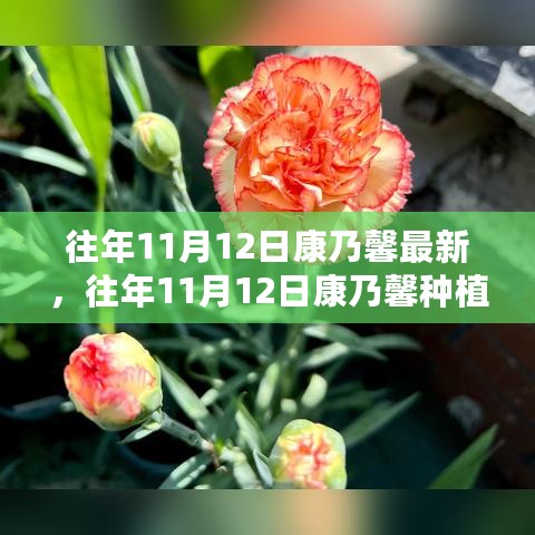 往年11月12日康乃馨最新资讯，种植与养护指南——从新手到专家