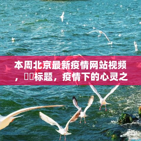 北京最新疫情网站视频专题，疫情下的心灵之旅，探寻自然秘境寻找内心宁静的旅程