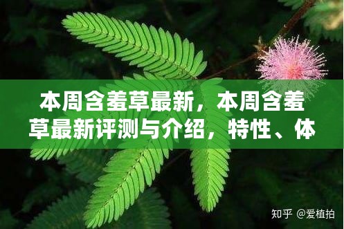 本周含羞草最新评测与全方位介绍，特性、体验、竞品对比及用户群体深度分析