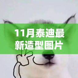 11月泰迪最新造型图片大全，深度评测与介绍泰迪时尚新潮流