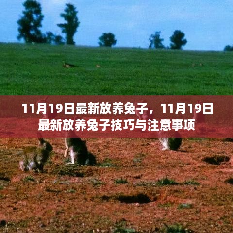 11月19日最新兔子放养指南，技巧与注意事项全解析