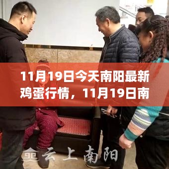 11月19日南阳鸡蛋行情详解，最新分析与指南，助您快速掌握市场趋势