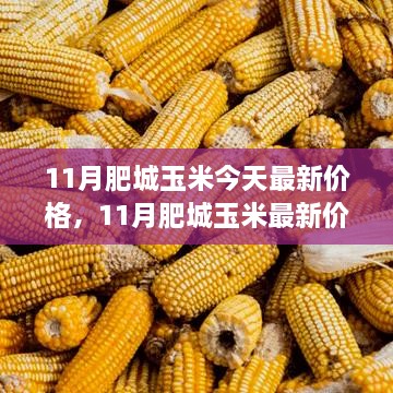 11月肥城玉米最新价格动态，行情分析与市场预测