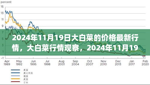 2024年11月19日大白菜价格行情与市场动态，时代背景下的观察与分析