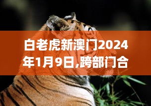 白老虎新澳门2024年1月9日,跨部门合作解答落实_YIL5.74.72计算能力版