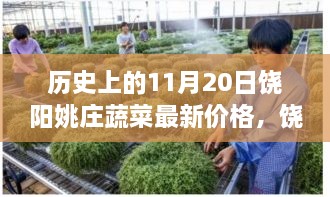 饶阳姚庄蔬菜情缘，11月20日最新价格与温馨故事