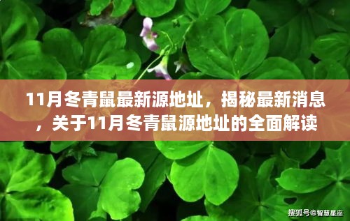 揭秘最新消息，关于11月冬青鼠源地址的全面解读与最新源地址揭秘