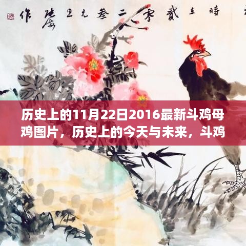 斗鸡母鸡图片背后的励志故事，历史回顾与未来展望的励志篇章