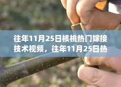 核桃嫁接技术视频解析，历年11月25日的热门嫁接技术回顾与解析