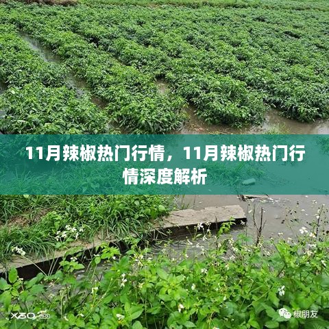 11月辣椒行情深度解析，热门市场动态概览