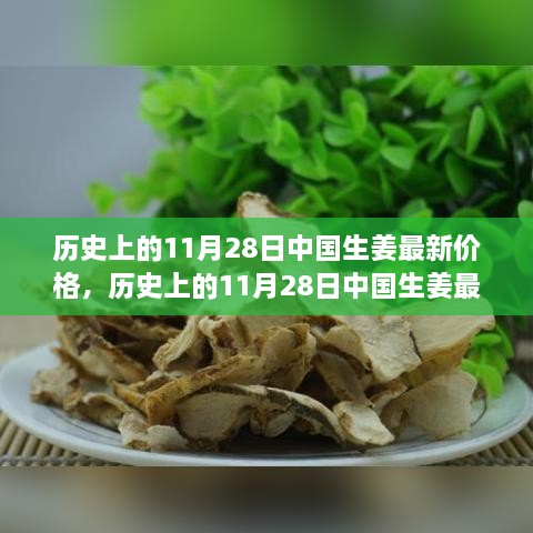 历史上的11月28日中国生姜最新价格及其市场影响力解析