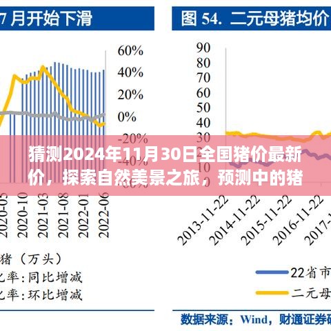 探索自然美景之旅，预测猪价与心灵深处的宁静体验报告（最新预测）