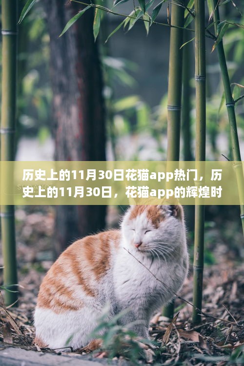 历史上的11月30日，花猫app的辉煌时刻与深远影响