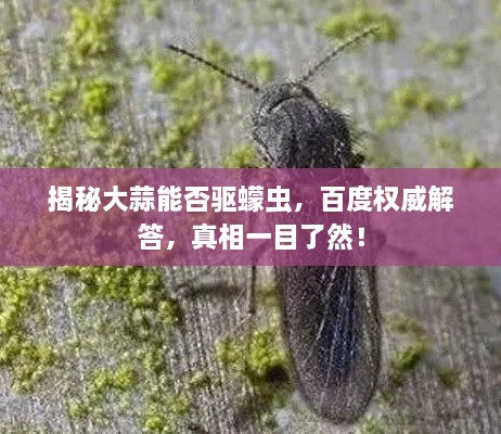 揭秘大蒜能否驱蠓虫，百度权威解答，真相一目了然！