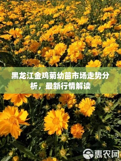 黑龙江金鸡菊幼苗市场走势分析，最新行情解读