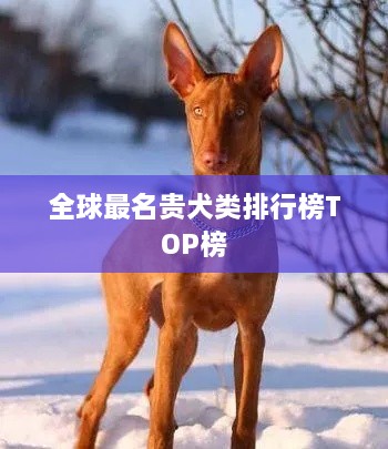 全球最名贵犬类排行榜TOP榜