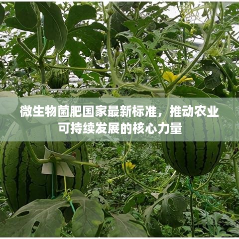 微生物菌肥国家最新标准，推动农业可持续发展的核心力量